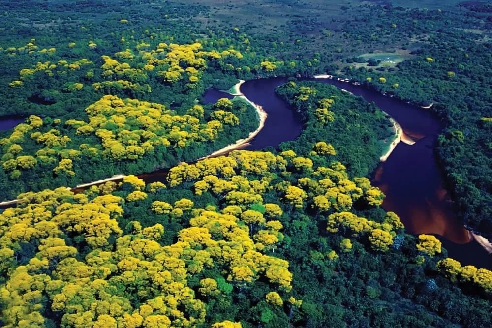 Cenário de Manaus + Amazônia